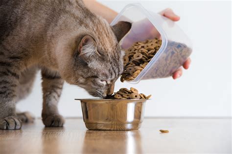 Feed the cats. Things To Know About Feed the cats. 